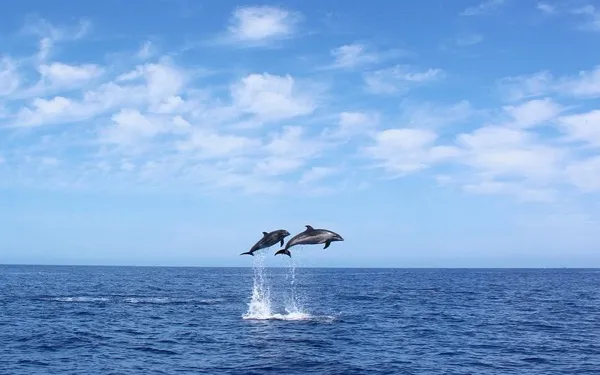 Dolphin Sightseeing Adventure